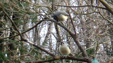 Tufted Titmouses