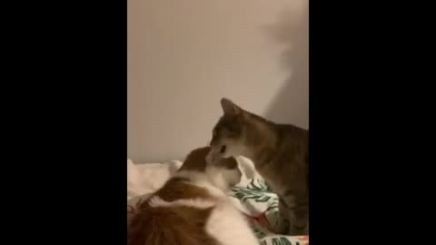 Romantic couple cat loving each other 🥰
