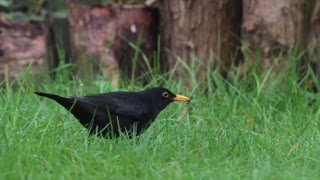 Black crow gets tasty warms from grass