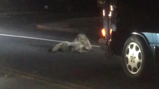 Rumbling Raccoons Hold Up Traffic