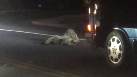 Rumbling Raccoons Hold Up Traffic