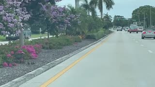 Florida Ducklings Helped Across Street