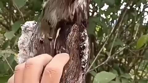 Different kinds of birds that look like tree wood