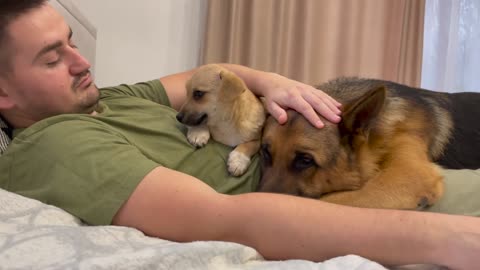 Cute German Shepherd and Puppy Cuddling with Human Daddy