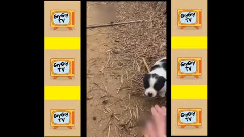 America's Funniest Home Videos funny fails fail compilation dogs