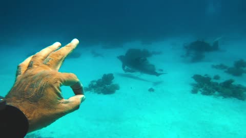 Diving With Dolphins