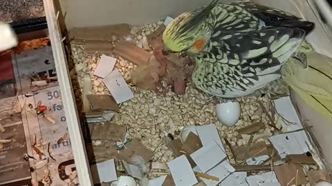 Cockatiel Mother Feeding Chicks