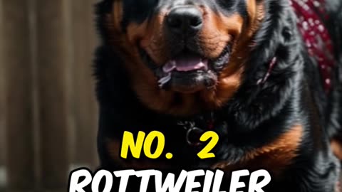 Three Most Dangerous Dog Breeds In The World