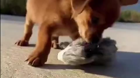 Cute puppy play with horse doll