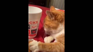 hungry cat wants chicken - cat fight for chicken