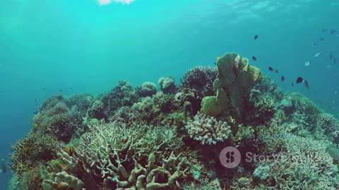 Coral Reefs in Crisis: The Fight to Save These Underwater Rainforests