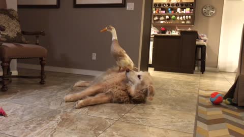 A Duck Lands on a Dog