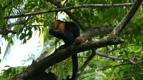 Monkey Eating On A Tree
