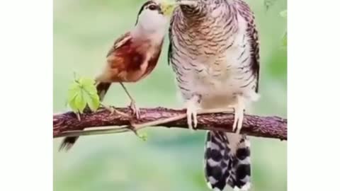 Nature Video #Beautiful_Bird_Video.