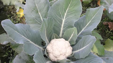 Cauliflower vegetable