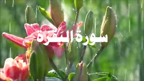 Surah Al-Baqarah (Arabic with Urdu)Para Number 1|2 & 3|Total Verses 286|Total Ruku’s 40|Madani Surah