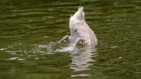 swan swimming and searching for something in style