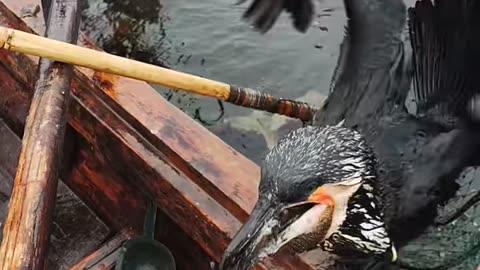 Bird catching a big fish
