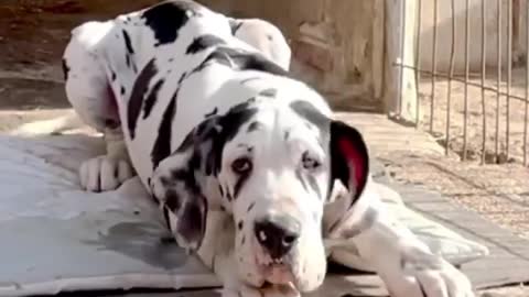 Great Dane Video 9