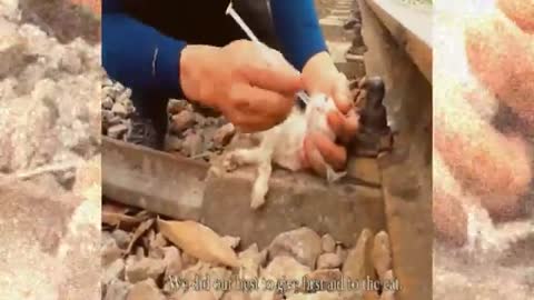 Rescue the poor kitten after the train accident