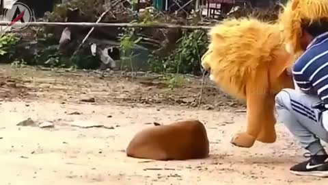 This dog's reaction when surprised by a stuffed tiger