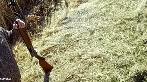 Pheasant Hunt 2 in Ashton, South Dakota