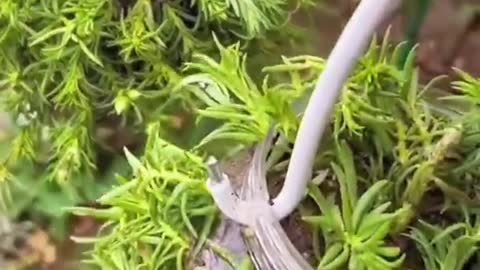 Here's a video of turning waste bottles into flower baskets