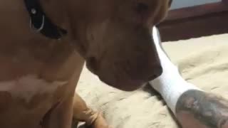 Rescue Pitt Bull and baby noises