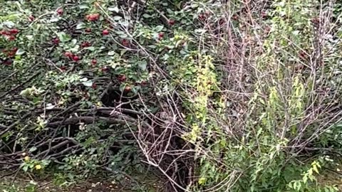 Dog Climbs Tree to Snack on Apples