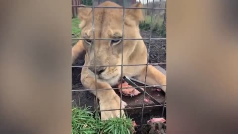 Wild And Dangerous Lion Feed Reaction Viral