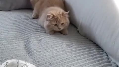 Cat like to play fish toy