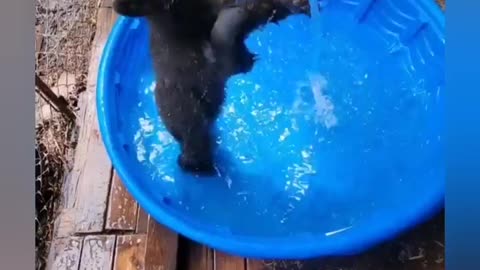 Cute baby bear taking shower into bathtub