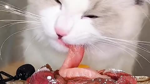 When I feed my pet cat, the way it eats meat makes me hungry