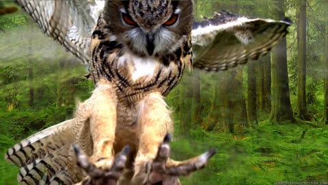 See the wings of an owl