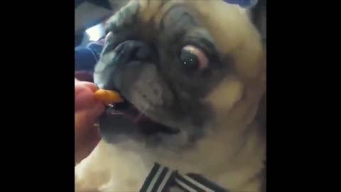 Dog eating a snack in slow motion (hilarious)