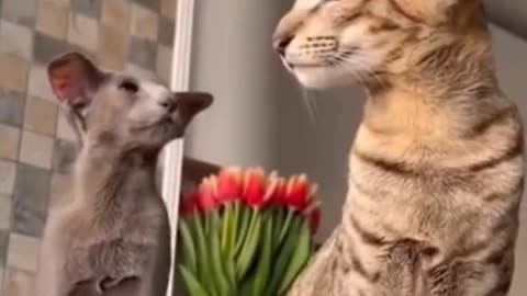 Funny cat reaction