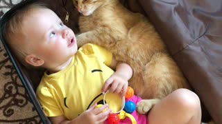 Kitty and Baby Climb Into Suitcase Together