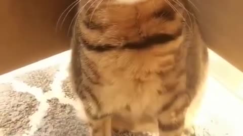 Funny Cat Videos