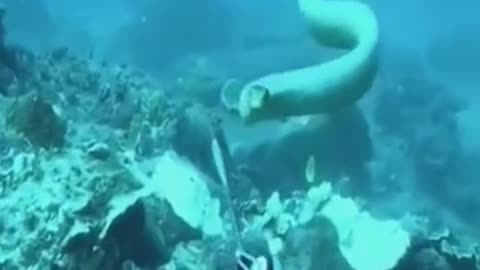 😱Diver protecting themself from sea snake