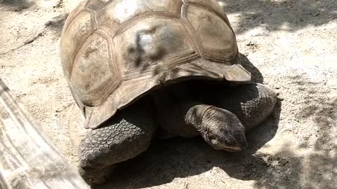 Galapagos Tortoise at Gatorland Orlando