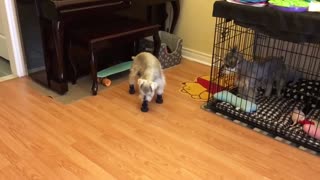 Confused pup has a hard time trying on new shoes