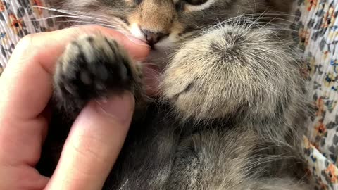 owner shaking hands with a cute cat.