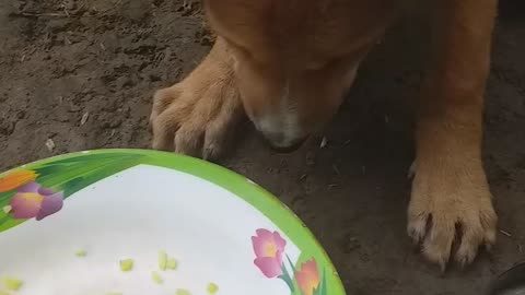 Dog eating Dog lover
