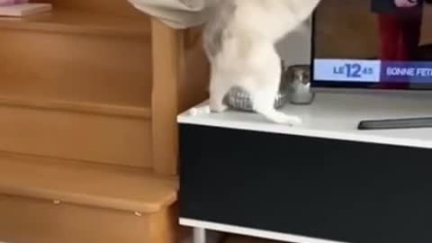 Top Funniest Cat Video Jumping Cat 3 Feats 😂😂