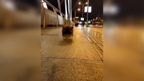 cute puppy enjoy walking with his owner on a busy road ♥♥♥