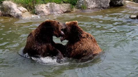 Two playful brown bears splashing around in the water...! 🐻😀🐻