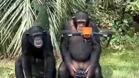 Monkey operating drone