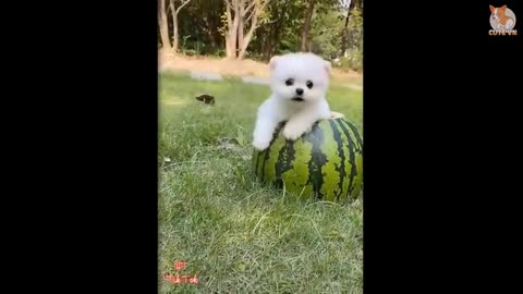 Most Famous Pomeranian TikTok Compilation