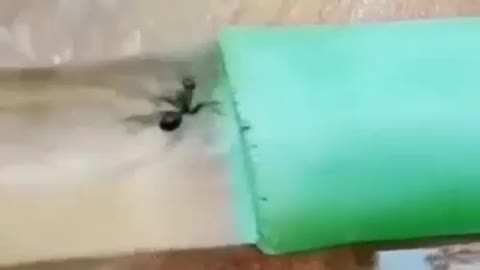 ant water running attempt