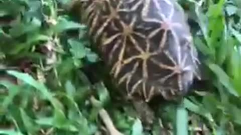 Star turtle Working hard Funny video | #cuteanimals #turtle #funnyanimals #animalsave #shorts